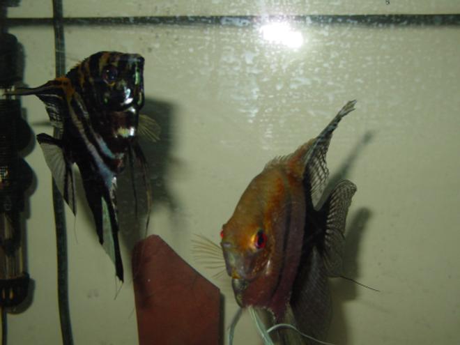 55 gallons freshwater fish tank (mostly fish and non-living decorations) - My breeding Pair of angelfish