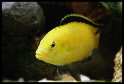 freshwater fish - labidochromis caeruleus - electric yellow cichlid stocking in 40 gallons tank - electric yellow male