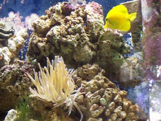 saltwater fish - zebrasoma flavescens - yellow tang - hawaii stocking in 125 gallons tank - Yellow Tang