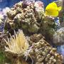 saltwater fish - zebrasoma flavescens - yellow tang - hawaii stocking in 125 gallons tank - Yellow Tang