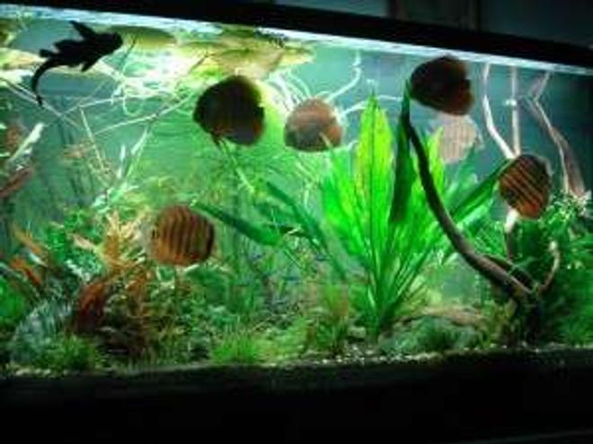 180 gallons planted tank (mostly live plants and fish) - This is my tank