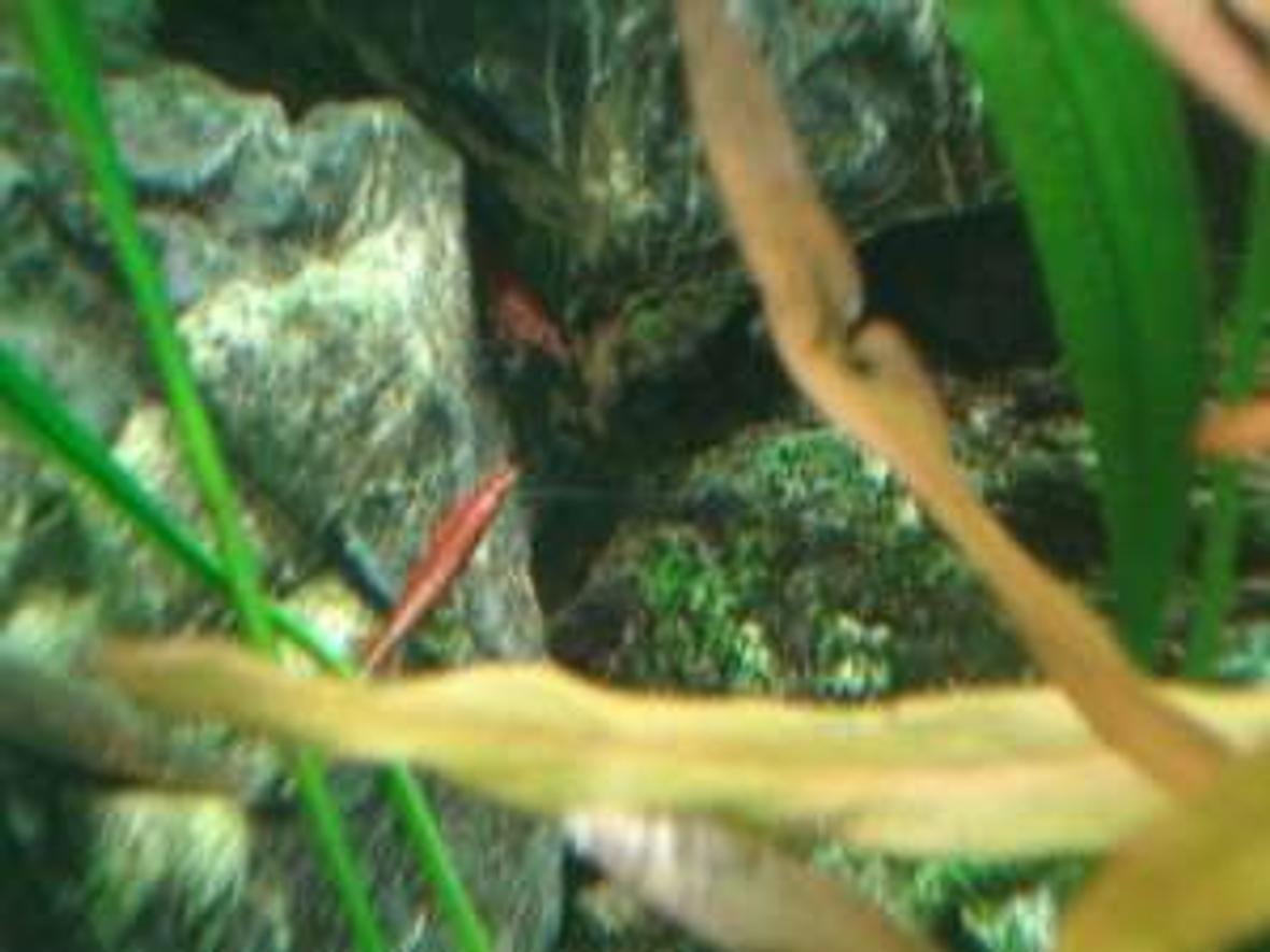 corals inverts - lysmata wurdemanni - peppermint shrimp stocking in 180 gallons tank - another shrimp