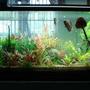 180 gallons planted tank (mostly live plants and fish) - another shot of my tank.