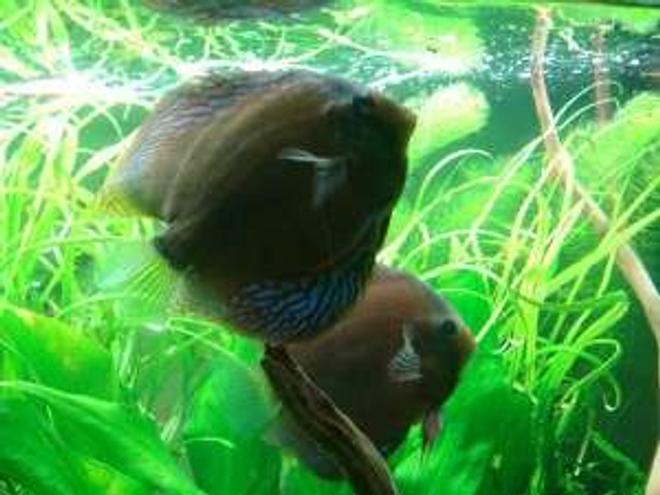 freshwater fish - symphysodon aequifasciata - royal blue discus stocking in 180 gallons tank - my discus