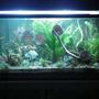 fish tank picture - my discus