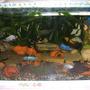 70 gallons freshwater fish tank (mostly fish and non-living decorations) - cichlid malawi