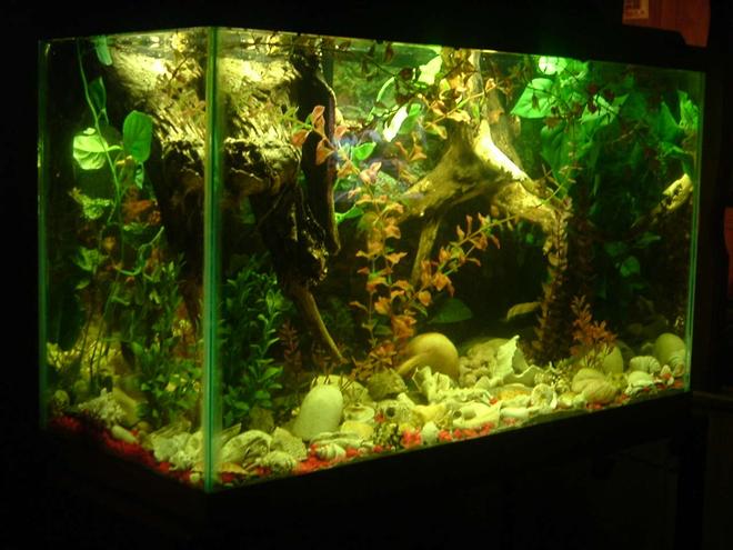freshwater fish tank (mostly fish and non-living decorations) - 30 gal pic 1-Baby Banded Gourami 1-Baby Sunset Gourami 1-Baby Altum Angelfish Cichlid,  &  6-Wild Guppys