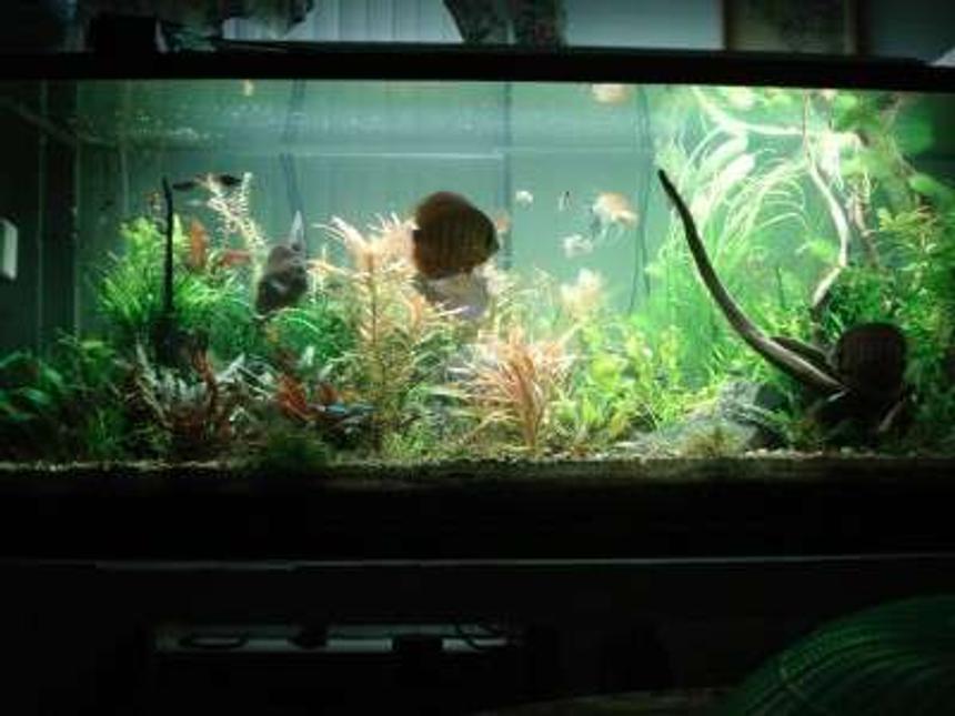 Rated #1621: 180 Gallons Planted Tank - my tank