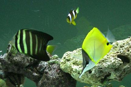 saltwater fish - zebrasoma veliferum - sailfin tang stocking in 90 gallons tank - Compliments to Fish Of Eden for guiding me to a great start to my reef tank!