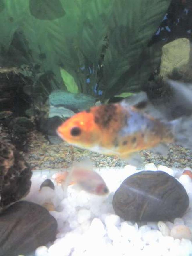freshwater fish - cyprinus carpio - koi stocking in 30 gallons tank - ogon koi first one in my tank a foodie likes to keep on eating...below is new smaller member [koi]
