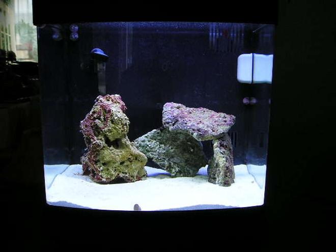 14 gallons saltwater fish tank (mostly fish, little/no live coral) - FTS