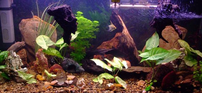 90 gallons freshwater fish tank (mostly fish and non-living decorations) - recently rearranged and a few more plants, with a variety of cichlids including 2 rainbow chichlid's, 4 bristle nose pleco's, 1 pictus catfish, 3 khuli loaches, 1 convict, 1 firemouth, 1 flameback, 3 bolivian butterfly's, 2 red forest jewel's, 1 electric yellow, 
1 princess, 2 angel's, 1 sertivum, 2 blood peacocks(not sure about the name), 2 kribensis, clown loach