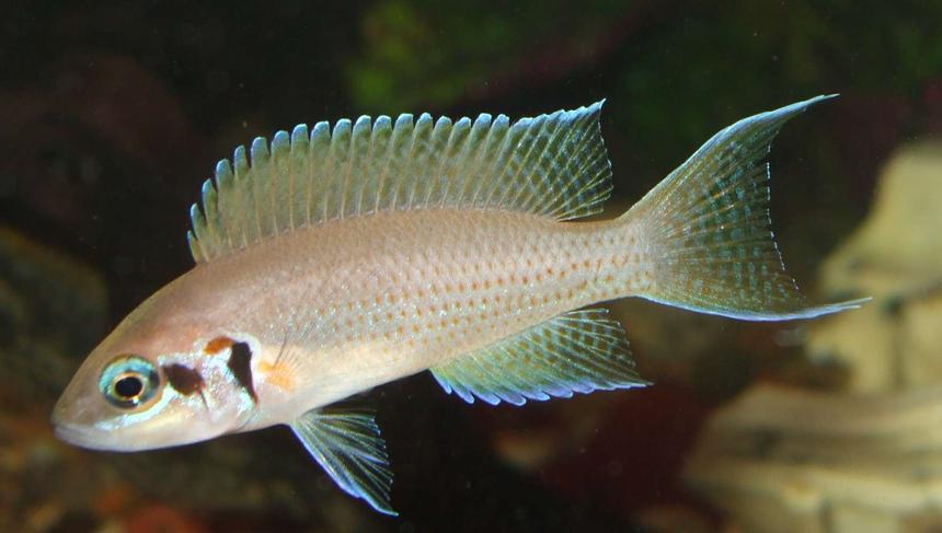 Rated #294: Freshwater Fish - Neolamprologus Brichardi - Brichardi Cichlid Stocking In 90 Gallons Tank - princess cichlid