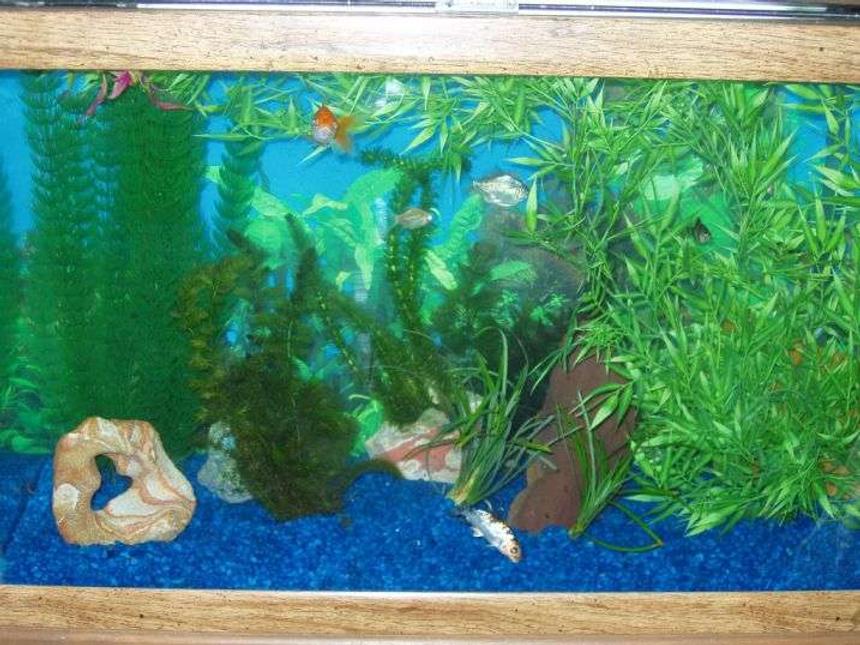 Rated #230: 29 Gallons Planted Tank - My fish tank