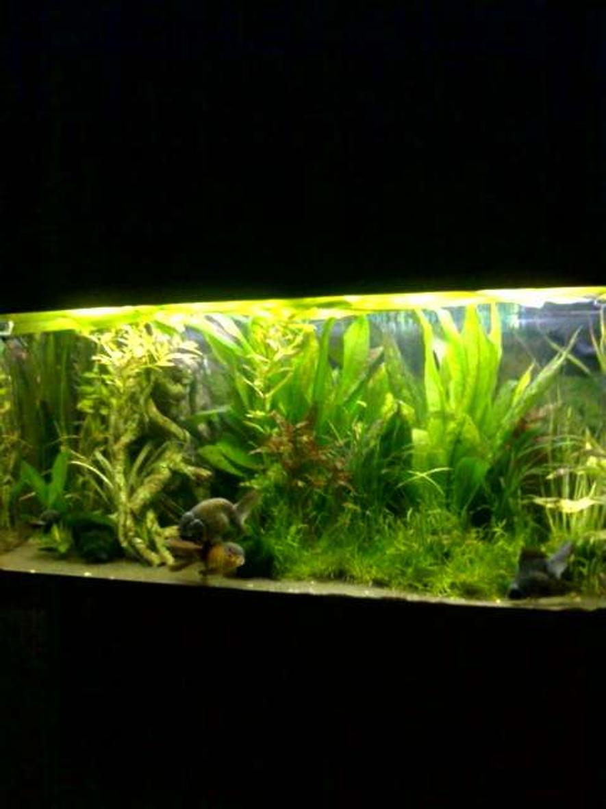 Rated #84: 40 Gallons Planted Tank - Happy fish!