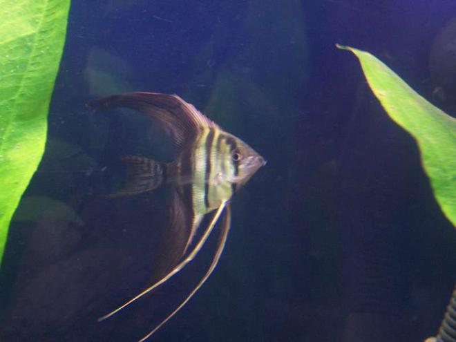 freshwater fish - pterophyllum scalare - half black angelfish stocking in 32 gallons tank - My Angel Fish