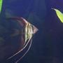 freshwater fish - pterophyllum scalare - half black angelfish stocking in 32 gallons tank - My Angel Fish