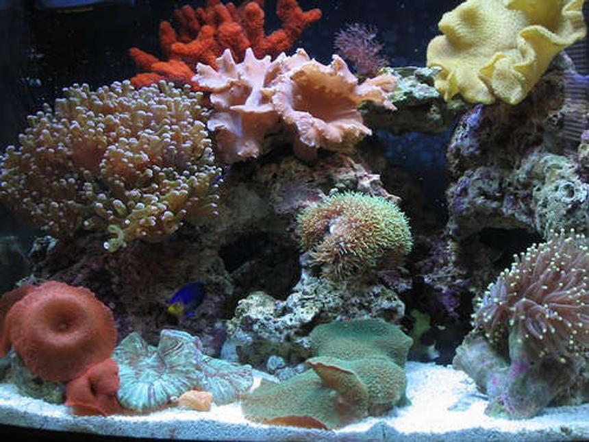 Rated #39: 24 Gallons Reef Tank - 24 gallon Aqua Pod containing a pygmy angel, diamond goby, sea urchin, emerald crabs, coral banded shrimp, various snails, green mushrooms, red mushrooms, frogspawn, cabbage leather, fiji yellow leather, chili coral, pulse xenia, torch coral, star polyps, open brain, black sun polyps, and a red sponge.