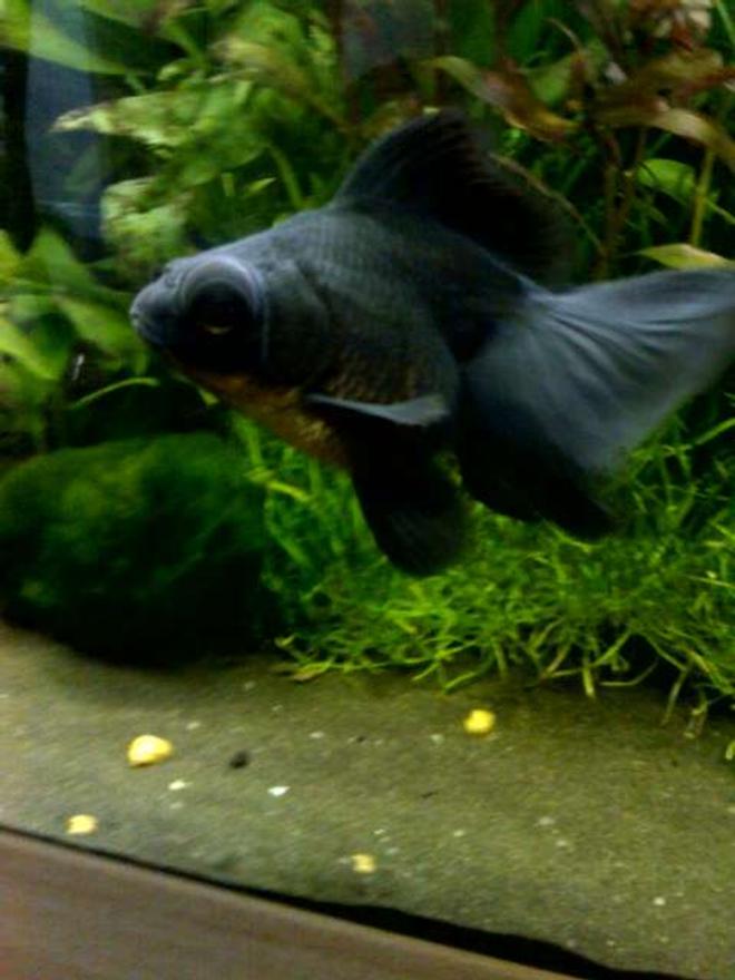freshwater fish - carassius auratus - black moor goldfish stocking in 40 gallons tank - Otto, a two year old, four inch Black Moor. I know these are a pretty common fish, but he is just such an amazing character, and a stunning looking fish....well I think so anyway! If he just kept still I could get a better picture!