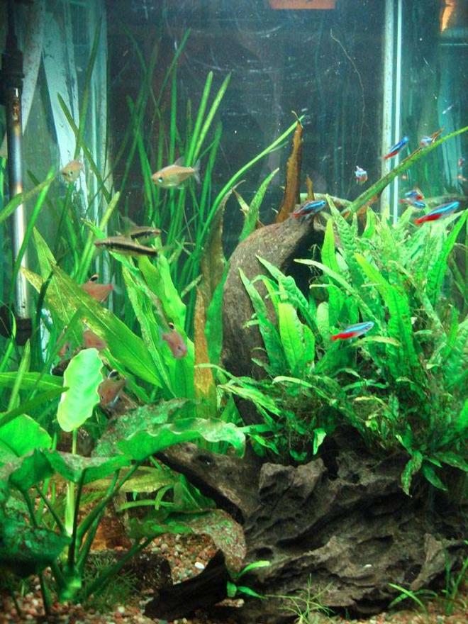 60 gallons planted tank (mostly live plants and fish) - Co2 continues into mid-July.  My goal of having the Vallisneria spiralis encircle the tank is getting closer as they are sending shoots around the glass.   The Cryptocoryne grew to large, and I cut it way back so light could reach other plants.