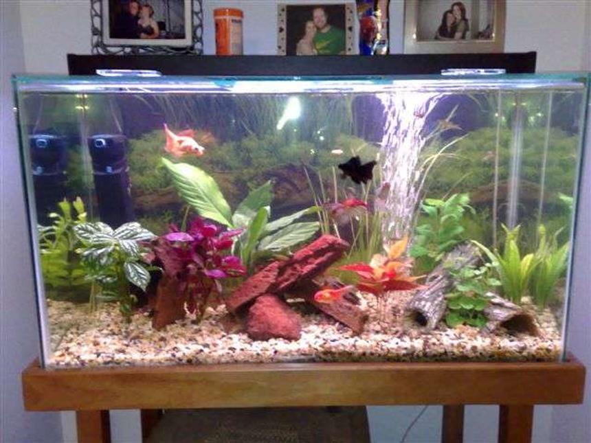 Rated #173: Planted Tank - Here is my first major attempt, but still needs more work - its addictive what can I say