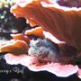 saltwater fish - salarias fasciatus - sailfin/algae blenny stocking in 100 gallons tank - Salarius Fasciatus 2