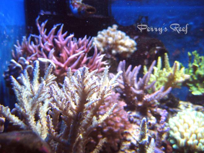 corals inverts - seriatopora hystrix - birdsnest coral stocking in 100 gallons tank - My corals