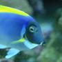 saltwater fish - acanthurus leucosternon - powder blue tang stocking in 180 gallons tank - Our powder blue...not the greatest one of him.