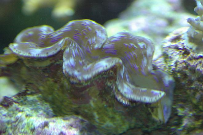 corals inverts - tridacna crocea - crocea clam stocking in 180 gallons tank - One of our clams