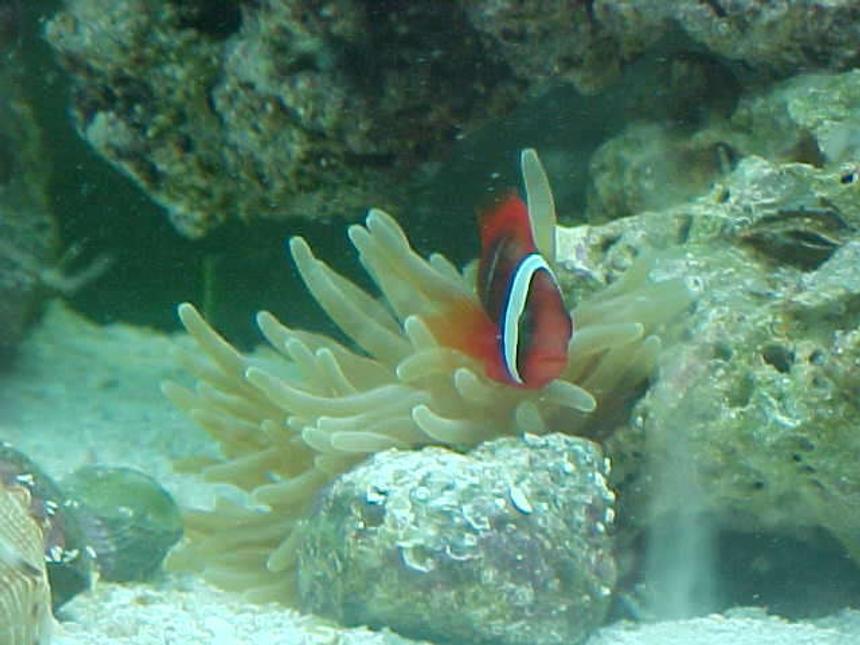 Rated #73: Saltwater Fish - Amphiprion Frenatus - Tomato Clownfish Stocking In 55 Gallons Tank - Tomato Clown. We call him Mater