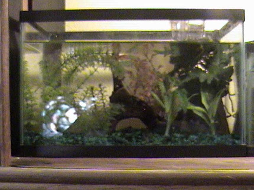 Rated #556: 500 Gallons Freshwater Fish Tank - AN EMPTY ENDLER