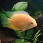 freshwater fish - amphilophus labiatus - red devil stocking in 200 gallons tank - Juvenile golden severum