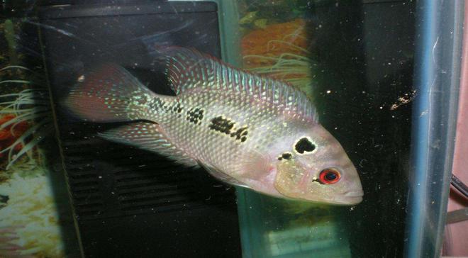 freshwater fish - cichlasoma sp. - flower horn cichlid stocking in 105 gallons tank - baby FLOWER HORN