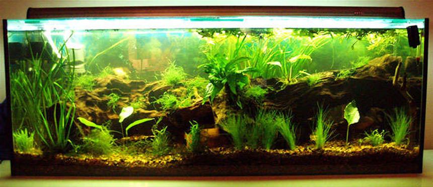 Rated #38: 50 Gallons Planted Tank - Early Design-2007