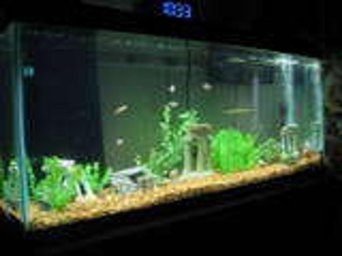 55 gallons freshwater fish tank (mostly fish and non-living decorations) - 55 gallon