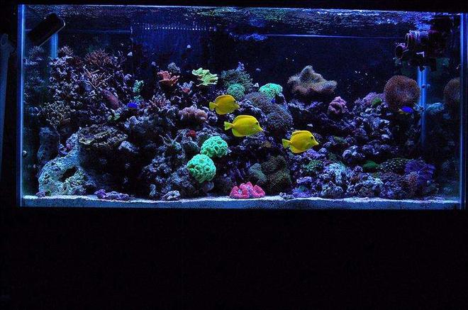 90 gallons reef tank (mostly live coral and fish) - My 90 gallon reef!