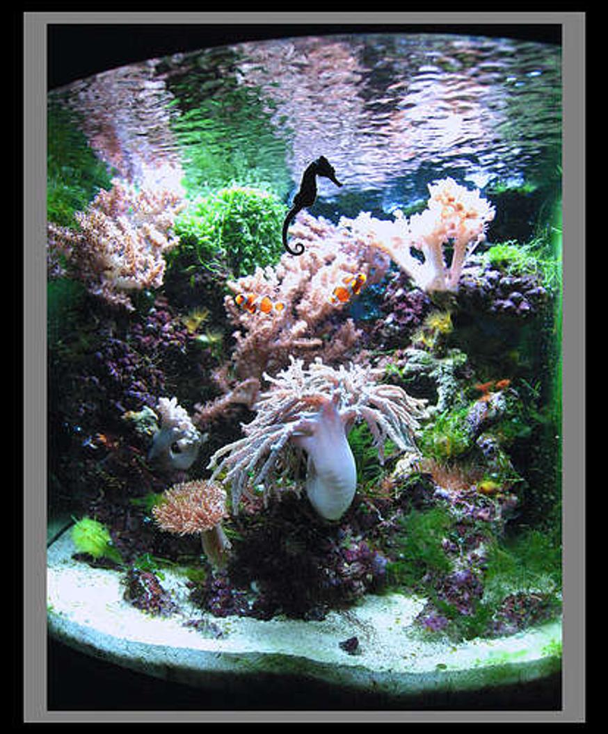 Rated #20: 28 Gallons Reef Tank - Click for LARGE SIZE--->>View On Black