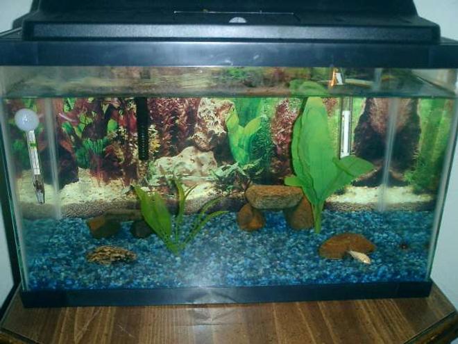 10 gallons freshwater fish tank (mostly fish and non-living decorations) - an updated picture