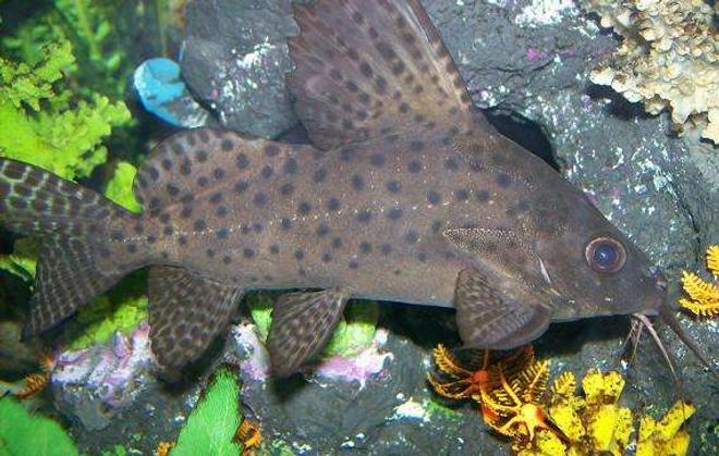 freshwater fish - synodontis eupterus - synodontis eupterus catfish - Synodontis Eupterus.
