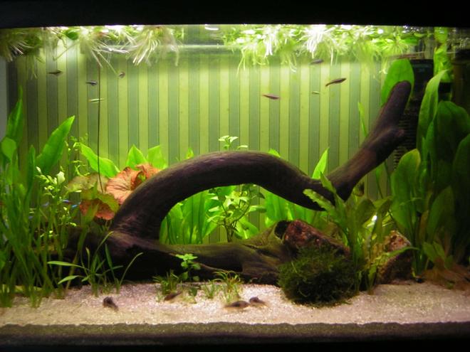 30 gallons planted tank (mostly live plants and fish) - 120 Litres, Fluval