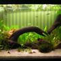 30 gallons planted tank (mostly live plants and fish) - 120 Litres, Fluval