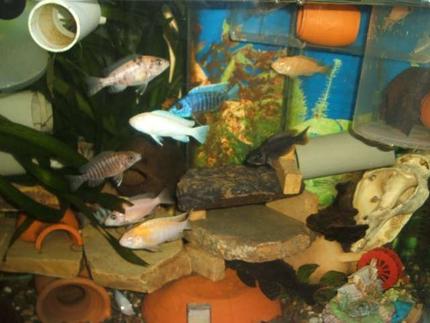freshwater fish - labeotropheus fuelleborni - fuelleborni cichlid stocking in 70 gallons tank - cichlide malawi