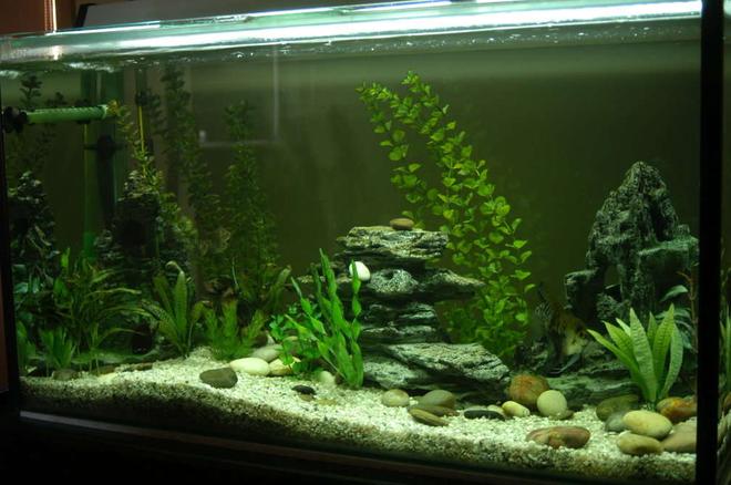 80 gallons freshwater fish tank (mostly fish and non-living decorations) - This is my first tank