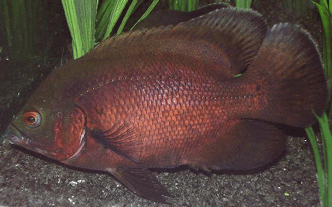 freshwater fish - astronotus ocellatus - red oscar stocking in 265 gallons tank - Red Oscar