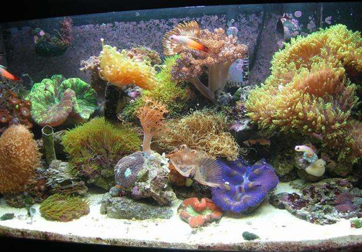20 gallons reef tank (mostly live coral and fish) - 20 gallon nano reef