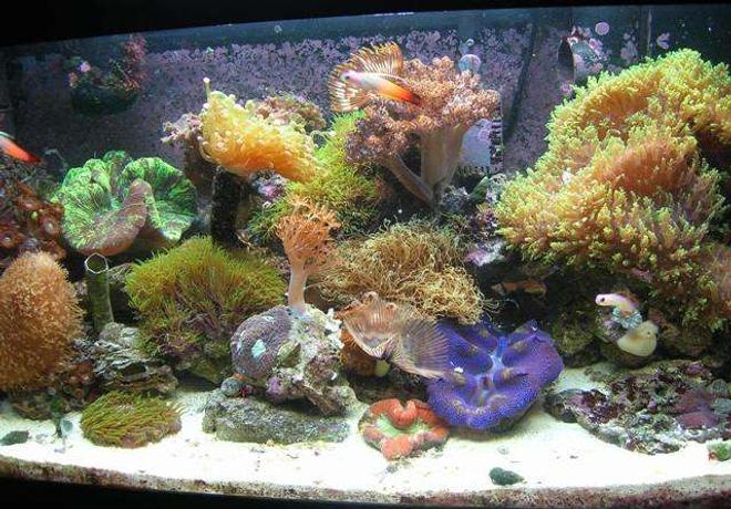 20 gallons reef tank (mostly live coral and fish) - 20 gallon nano reef