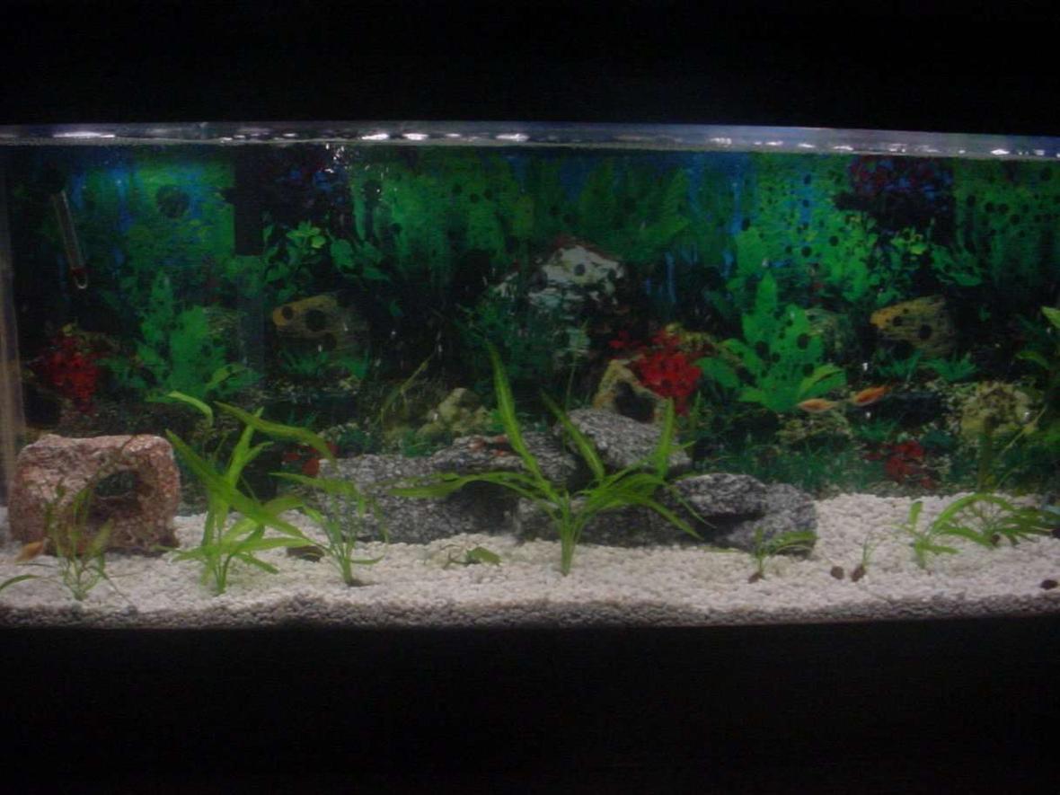 55 gallons planted tank (mostly live plants and fish) - The buds are growing good after a few weeks.