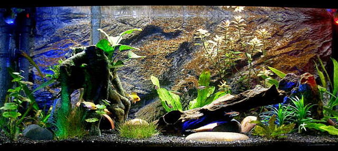 20 gallons planted tank (mostly live plants and fish) - Ram Tam Tam