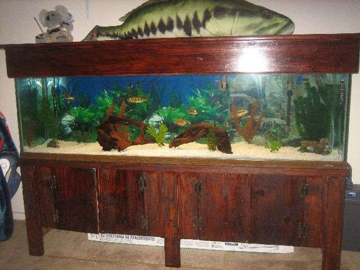 125 gallons freshwater fish tank (mostly fish and non-living decorations) - MY FISH TANK