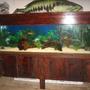 125 gallons freshwater fish tank (mostly fish and non-living decorations) - MY FISH TANK